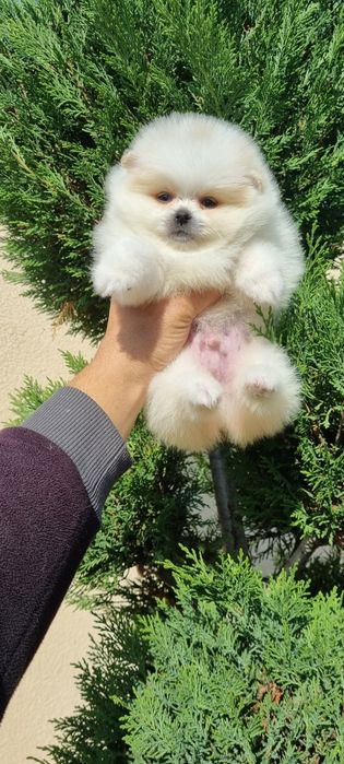 Померан померанче