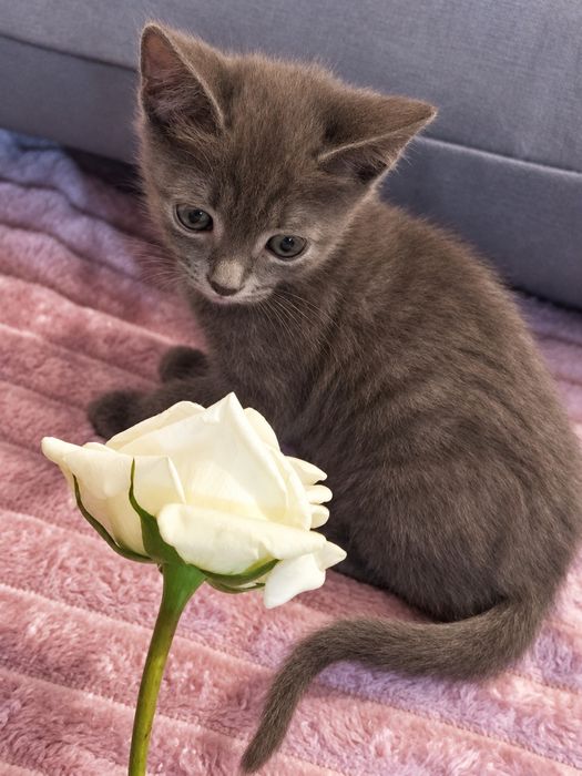 Котенок мальчик 2 месяца ищет себе семью