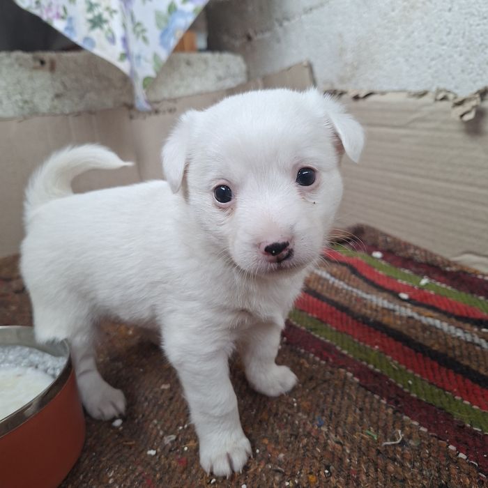 Сладки малки кученца