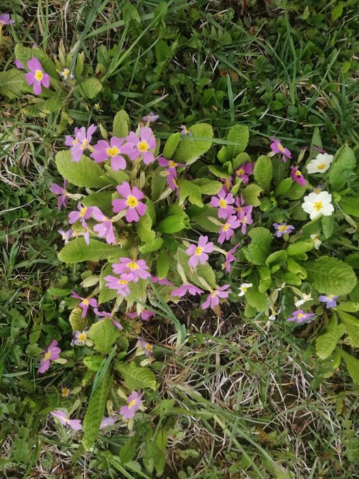 Градинска иглика в 4 цвята