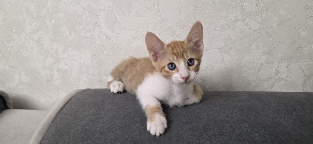 Продам котёнка,метис