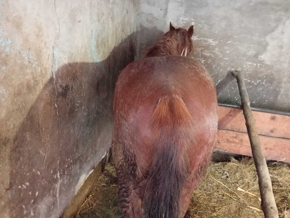 Vând mânz de 2 ani