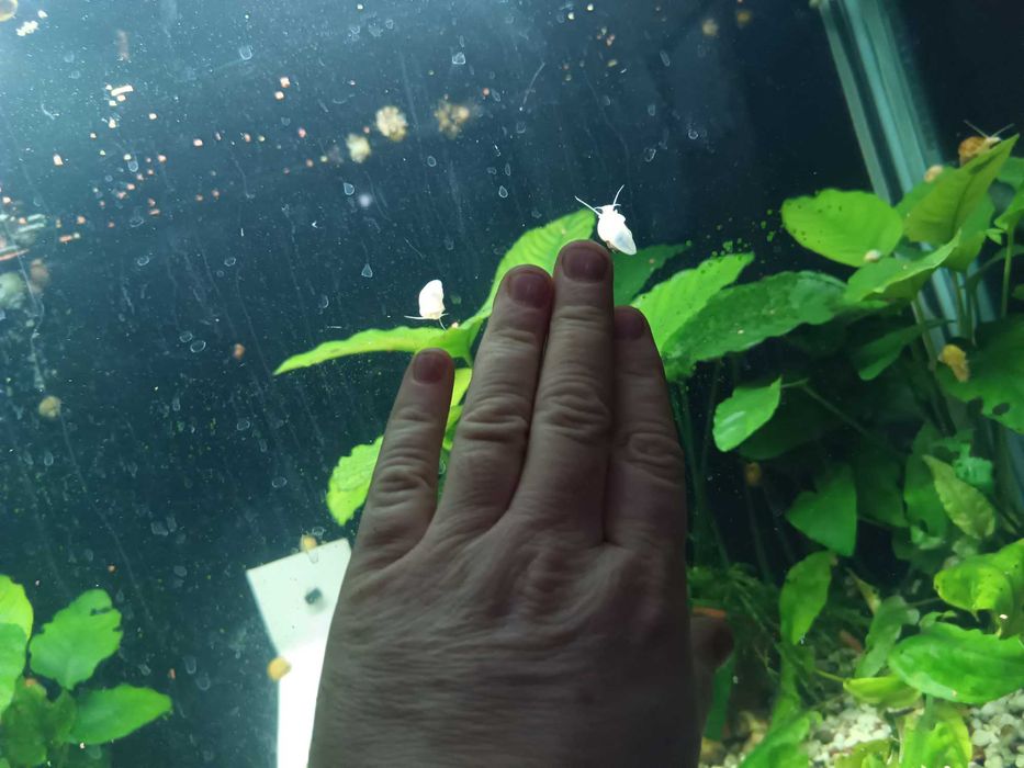 Продам улиток ампулярий