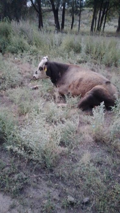 Продам молодого бычка  полтора года