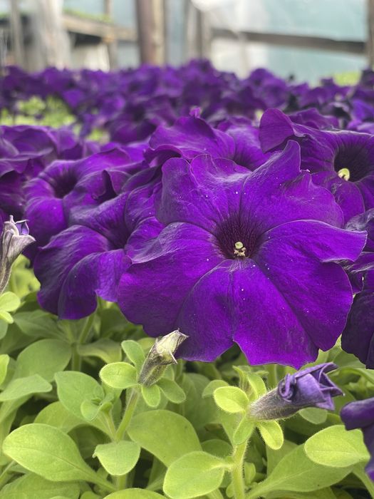 Рассада цветы петуния