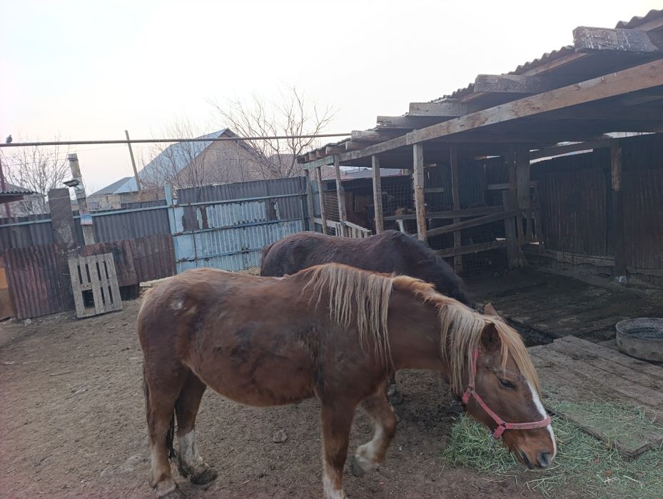 Бие кобылы Новоалтайск