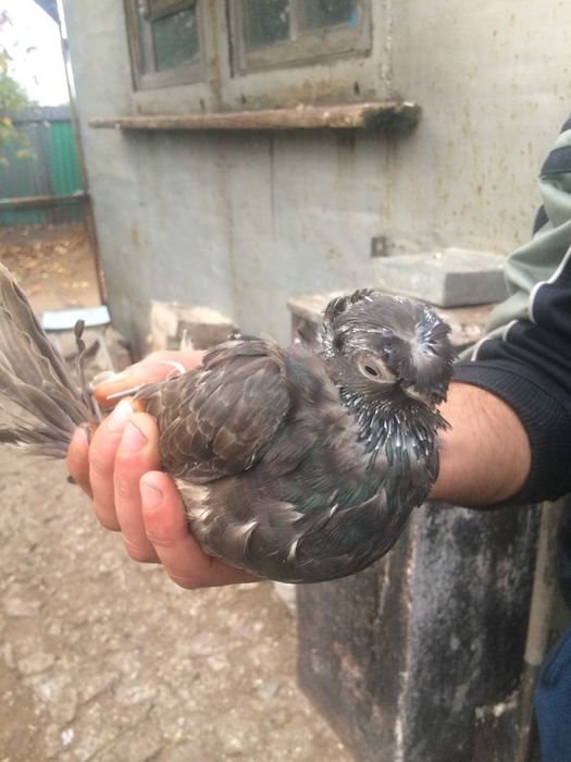 голуби двухчубые