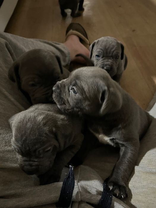 Kane corso бебета