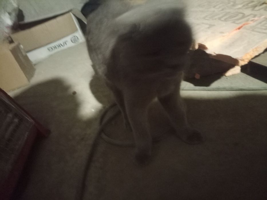 Британский кот продаётся