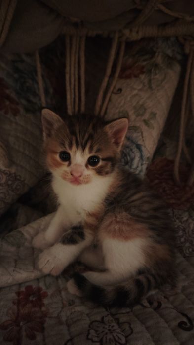Котенок девочка  крупная