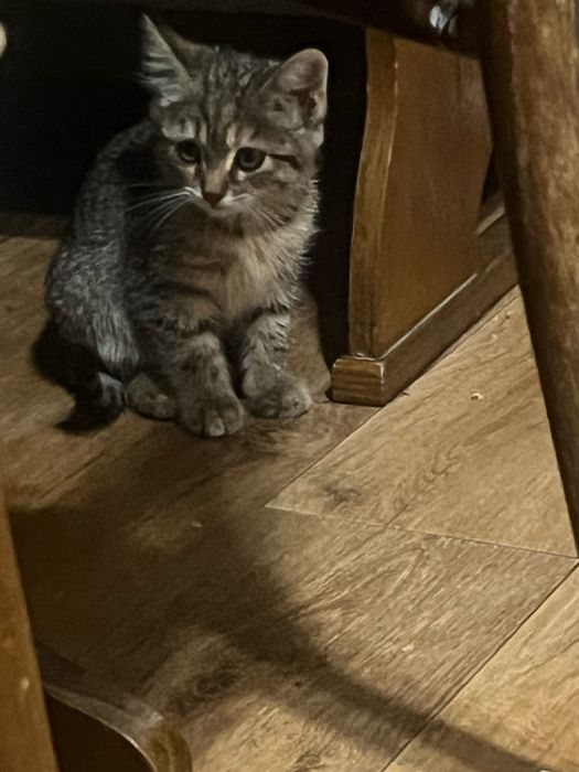 Отдадим в хорошие руки котят