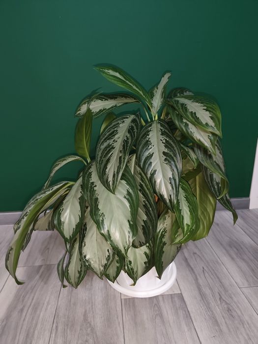 Пышная Аглаонема-крупномер в 11л горшке (Авторский грунт)