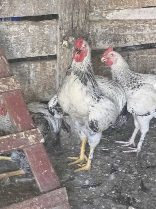 Cocosi țărănești