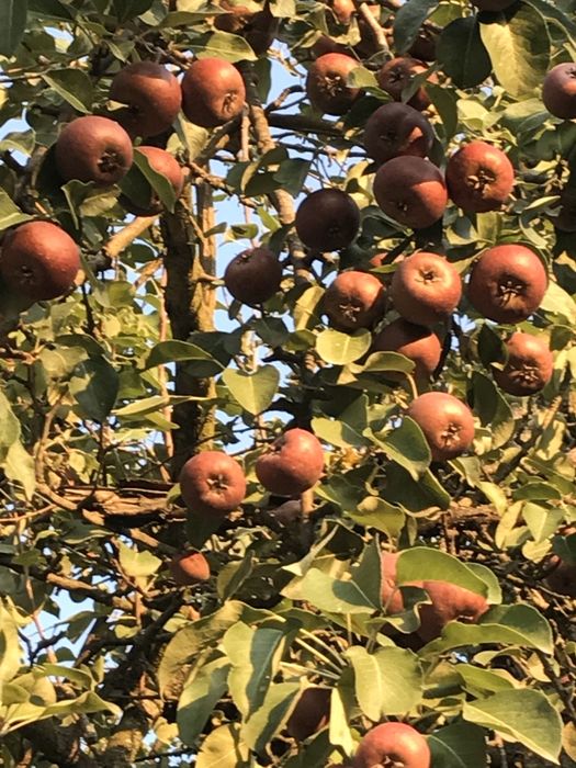 Peri altoiti cu miez rosu