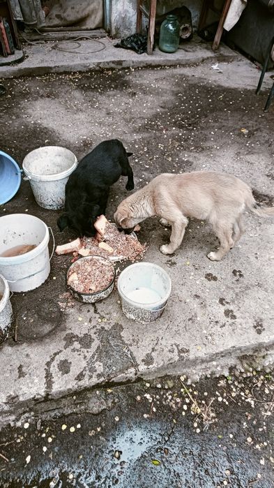 Отдам щенков в хорошие руки