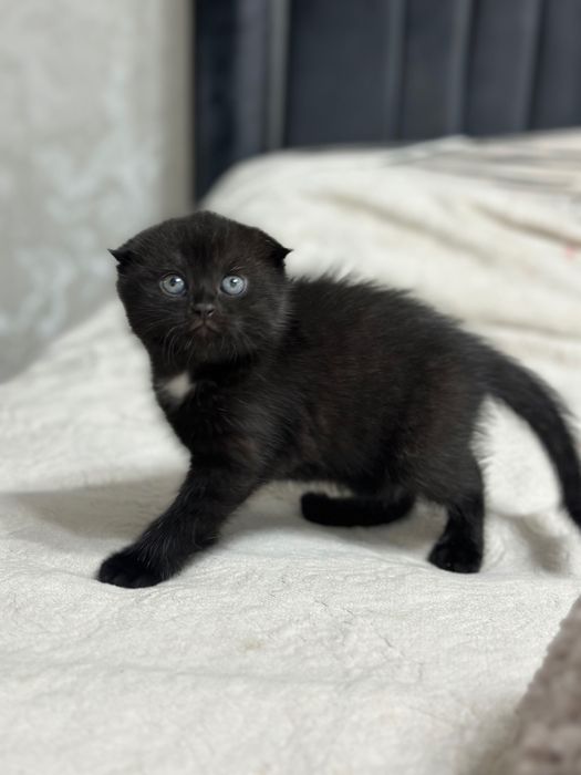 Котята шотландской кошки