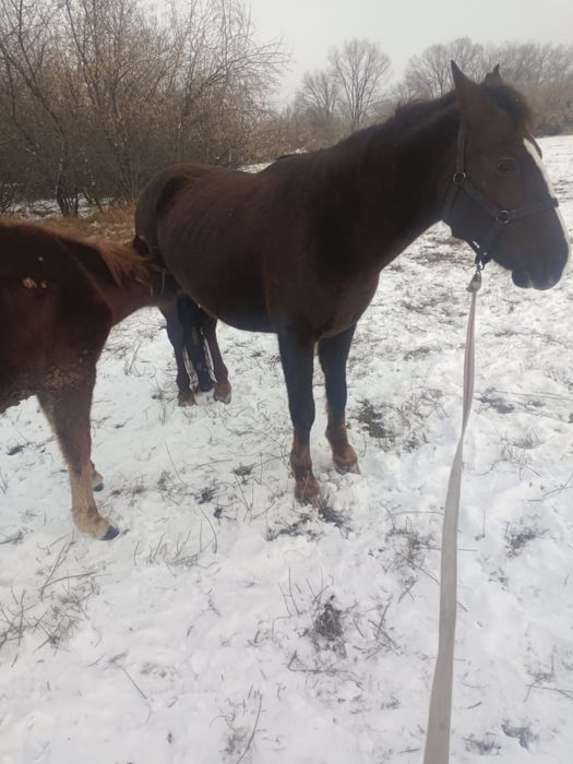 Сауын биелер тайларымен