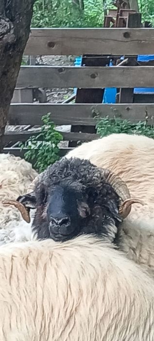 Vând Mior bucălău de Luncani