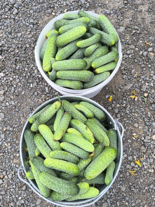 Продам домашние огурцы, не поле!