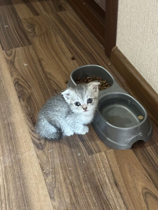 Отдам котят родились 29 апреля