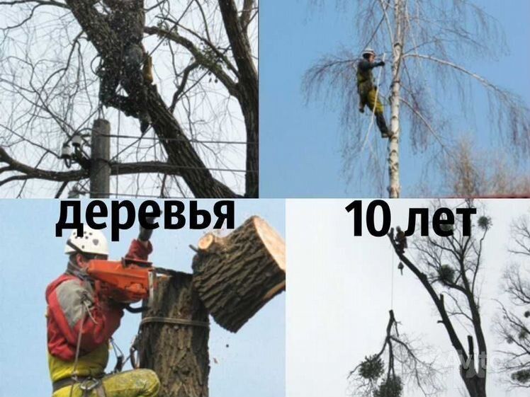 Daraxt kesish va shakil berish abreska qilish xizmati  Toshkent  bo'yl
