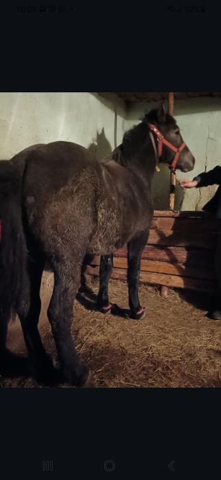 De vânzare o manasa