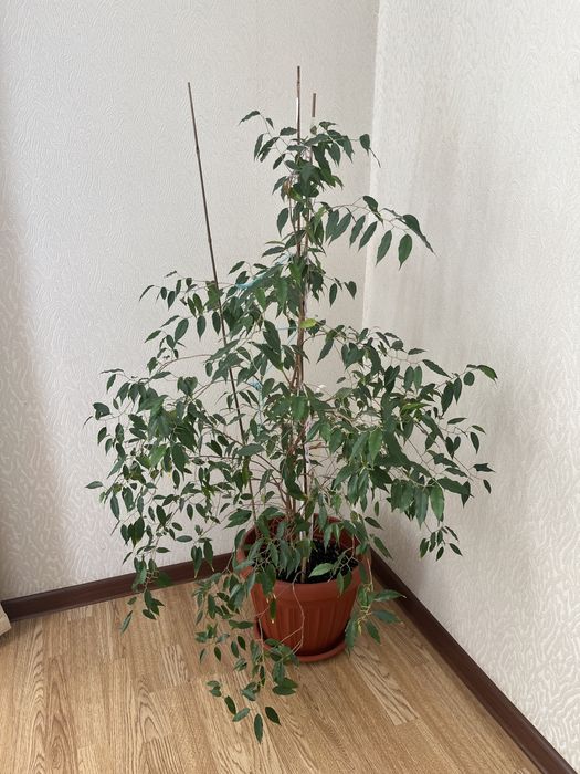 растение комнатная