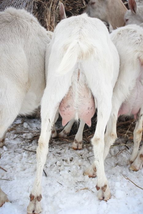 Козлята зааненской породы