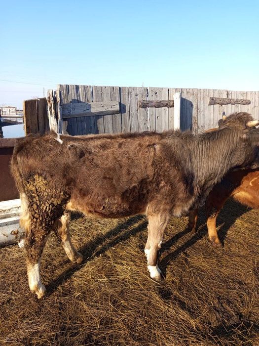 Продам срочно тёлку