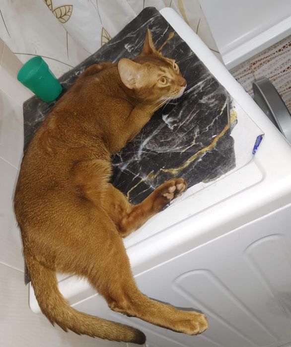 Продам кота абиссинского
