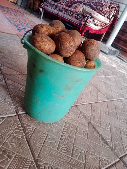 Картошка хорошая