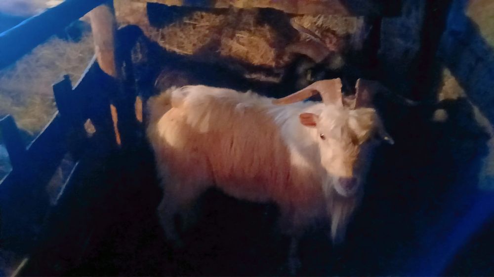 Семіз қойлар, серкелер сатылады