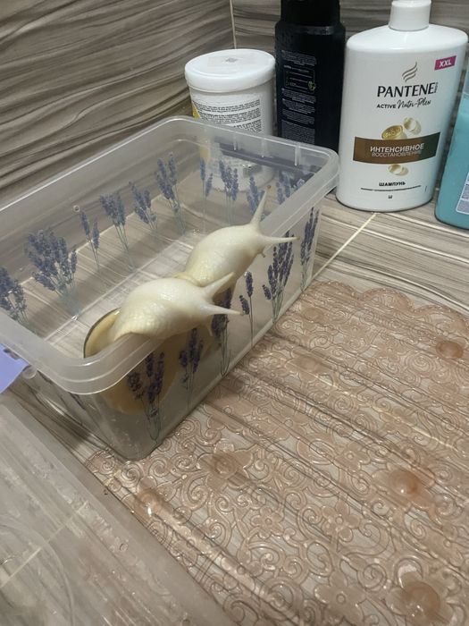 Улитки ахатины 2 шт