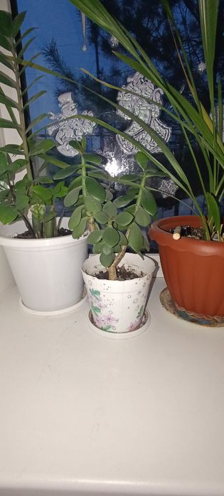 Продам денежное дерево