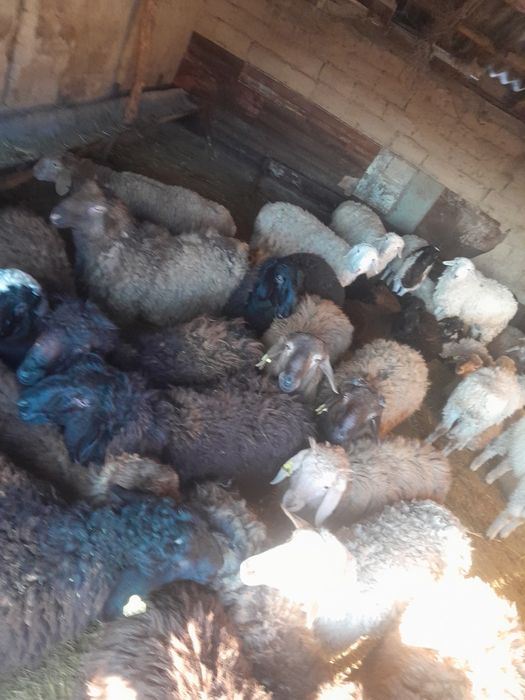 Продам в круг баран