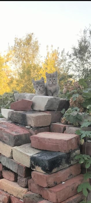 Хорошие котята ищат дом