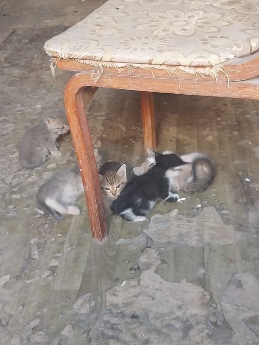 Котята отдам даром
