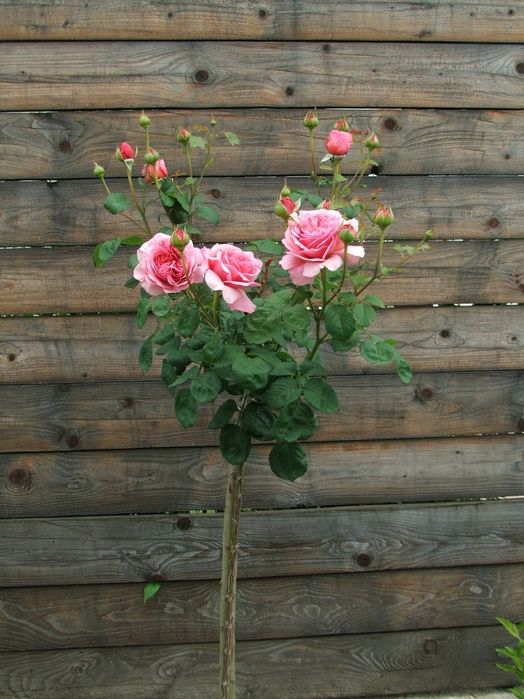 Штамбовая роза. Сотилади