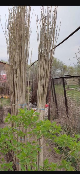 Продажа Саженцев Павлодар