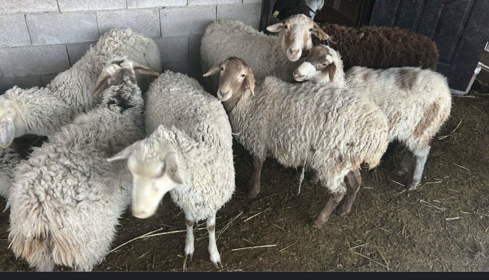 Продам баран,дешево