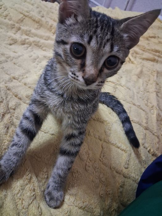 Котёнок даром срочно