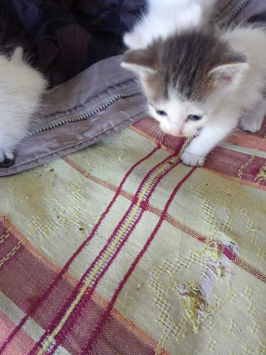 Отдам котят в хорошие руки