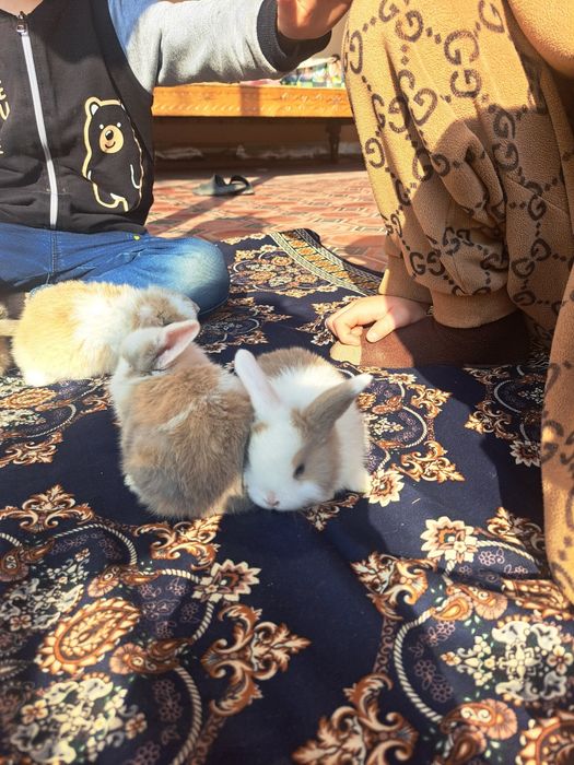 Карлик қуён болалари сотилади. Продаются карликовые крольчата.