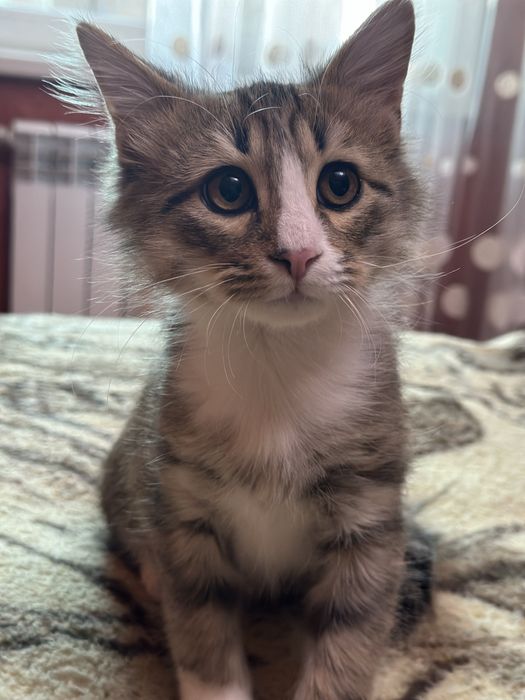 Отдам даром в любящие руки