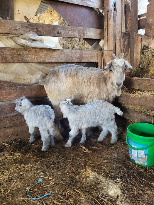 Vand capra la a doua fatare!