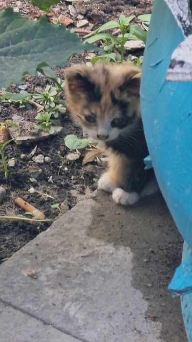 Игривые котята  ищят любящих хозяев