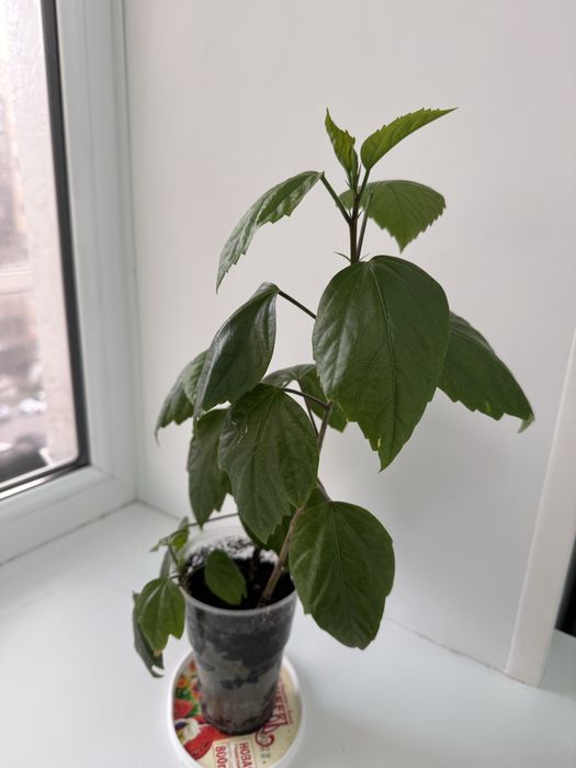 Гибискус цветы красного цвета