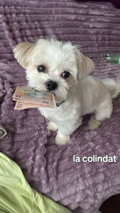 Plimb căței în sectorul 2 sau 3
