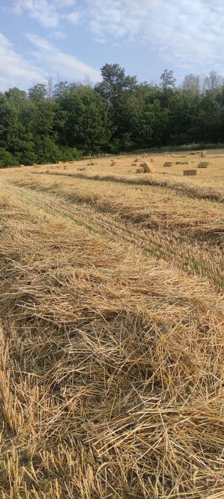 Малки бали слама