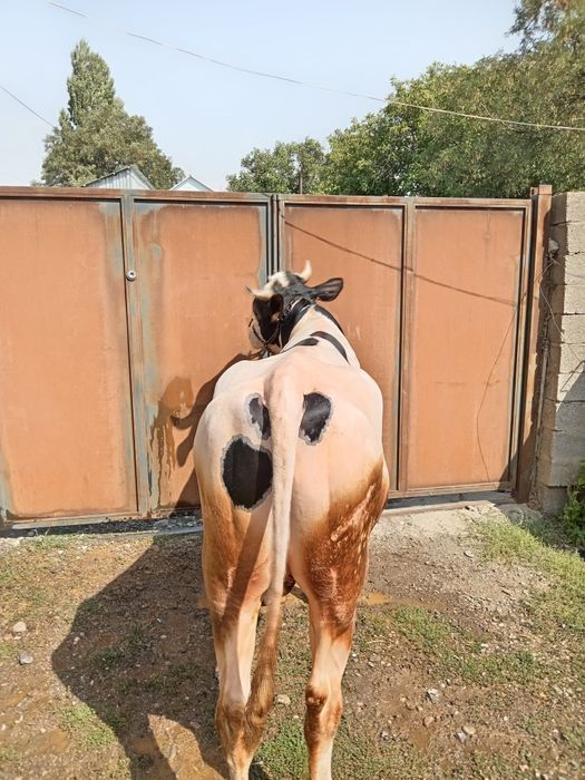 Бұқа бык Голштеин